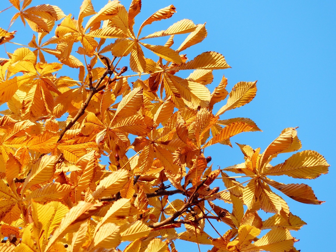 Our Favorite Ohio Trees in the Fall Clean Cut Tree & Landscape