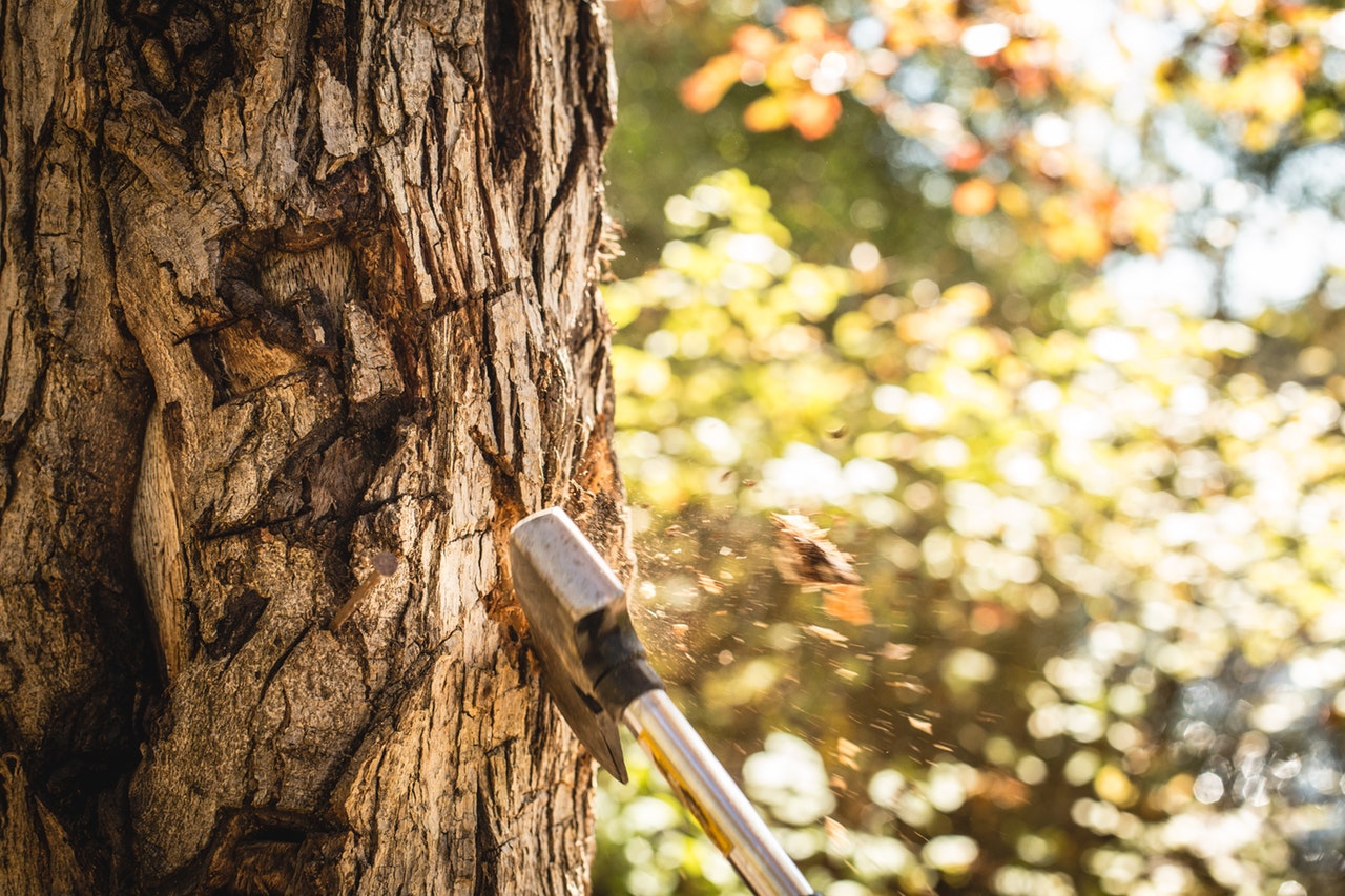 An axe buried in the trunk of a tree