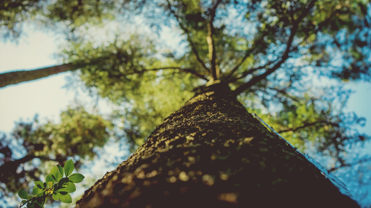 Worm's eye view of a tall tree