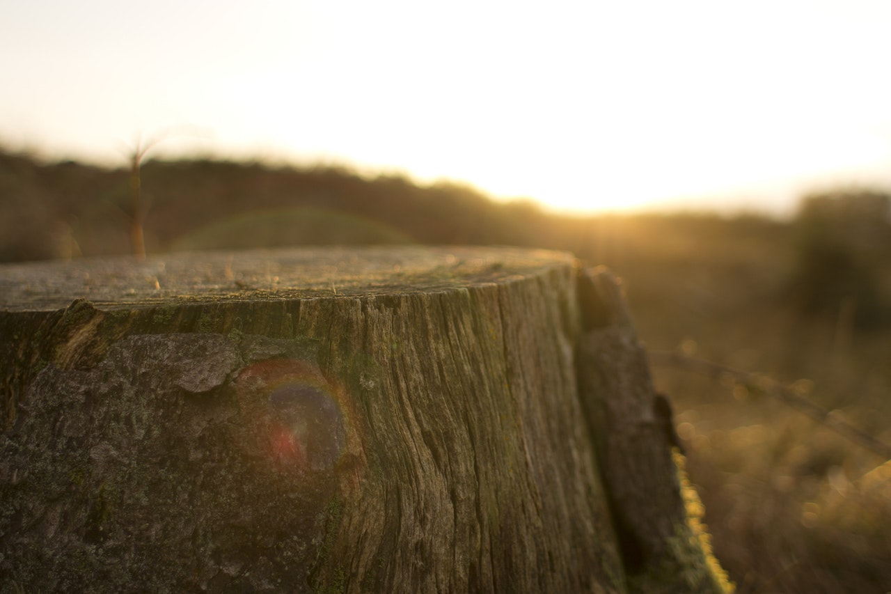 Stump with sunset (or rise) in the background