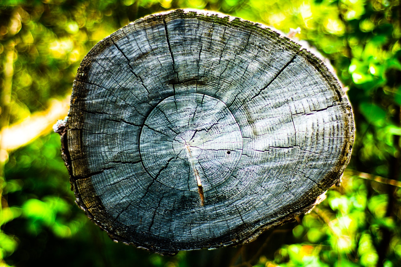 Stump with green foliage background