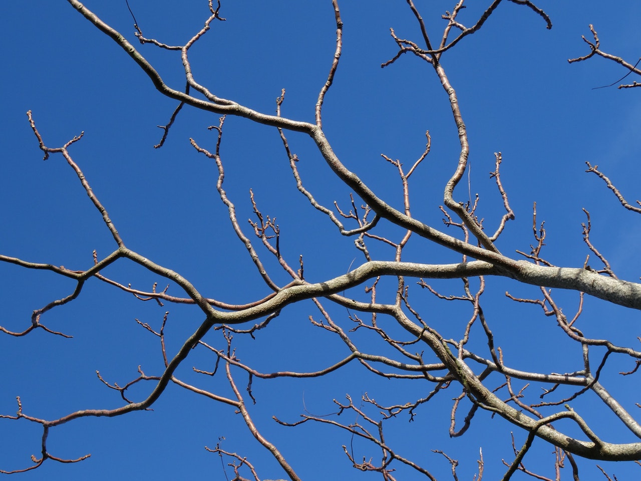 Bare tree branches against a sky-blue background