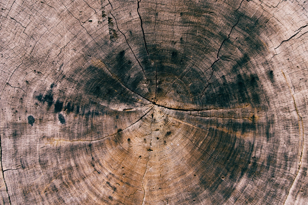 Close-up of a stump with black marks in the center