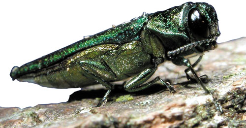 Close-up of an emerald ash borer
