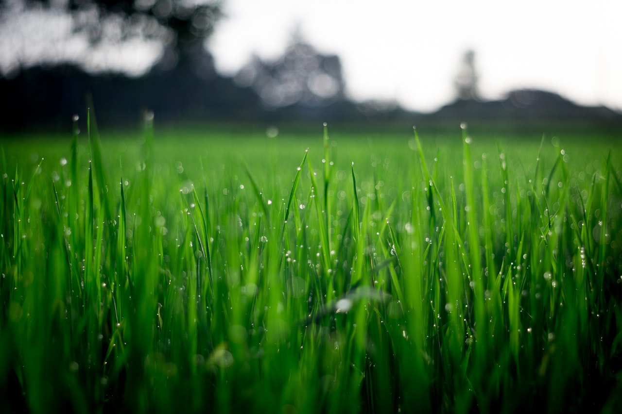 Horizontal, close-up shot of grass