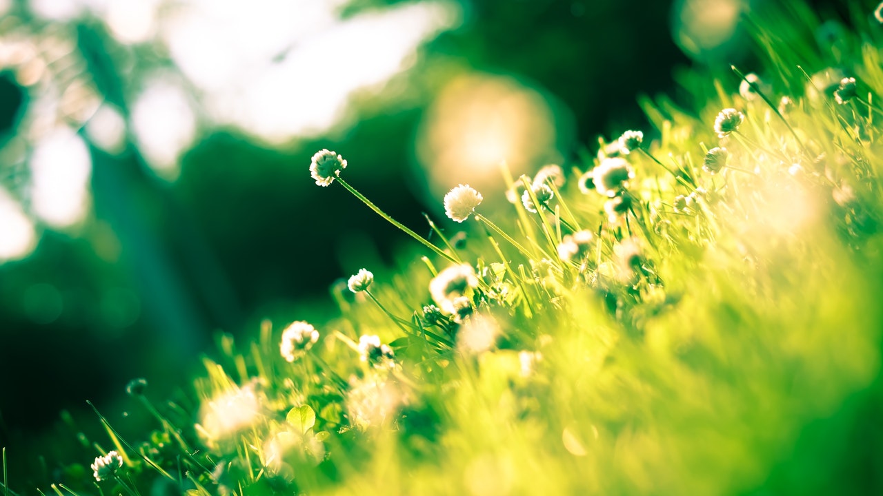 Sideways picture of dandelions in spring