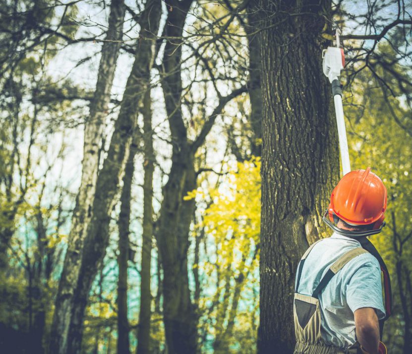 Unhealthy Tree Branches Cut