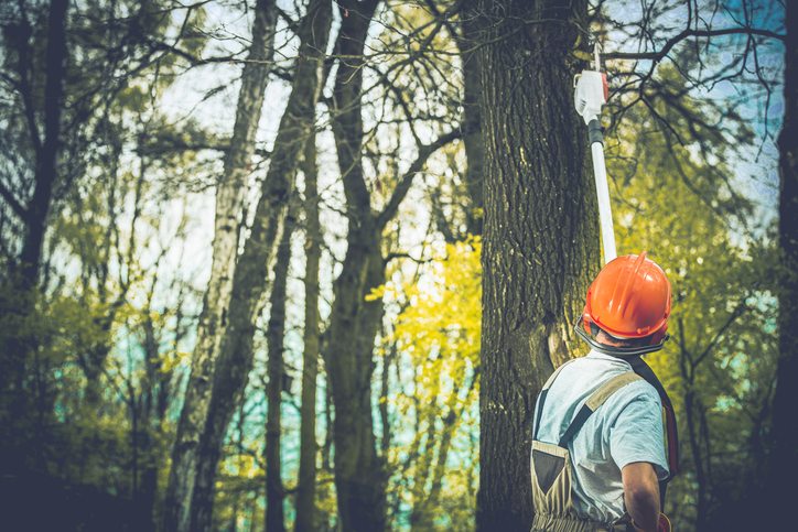 Tree Trimming