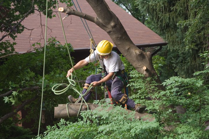 Tree Removal Services Clean Cut Tree Landscape