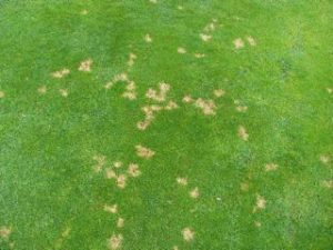 Dollar spot