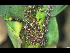 Lawn chinches attacking a blade of grass