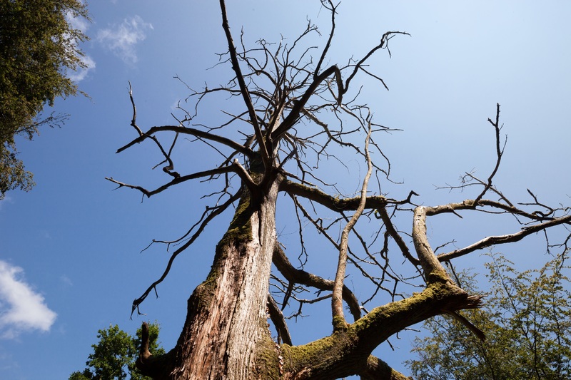 How To Tell If A Tree Is Dead And Needs To Be Removed Clean Cut Tree