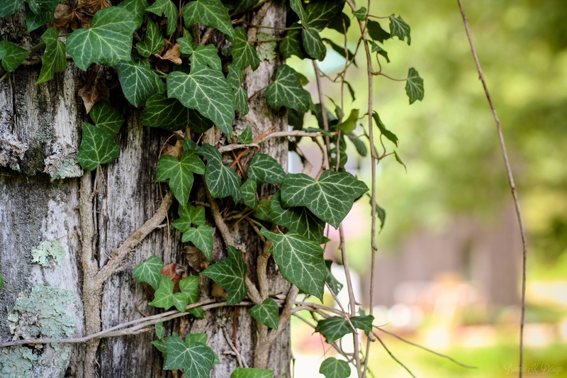 Ivy on Tree