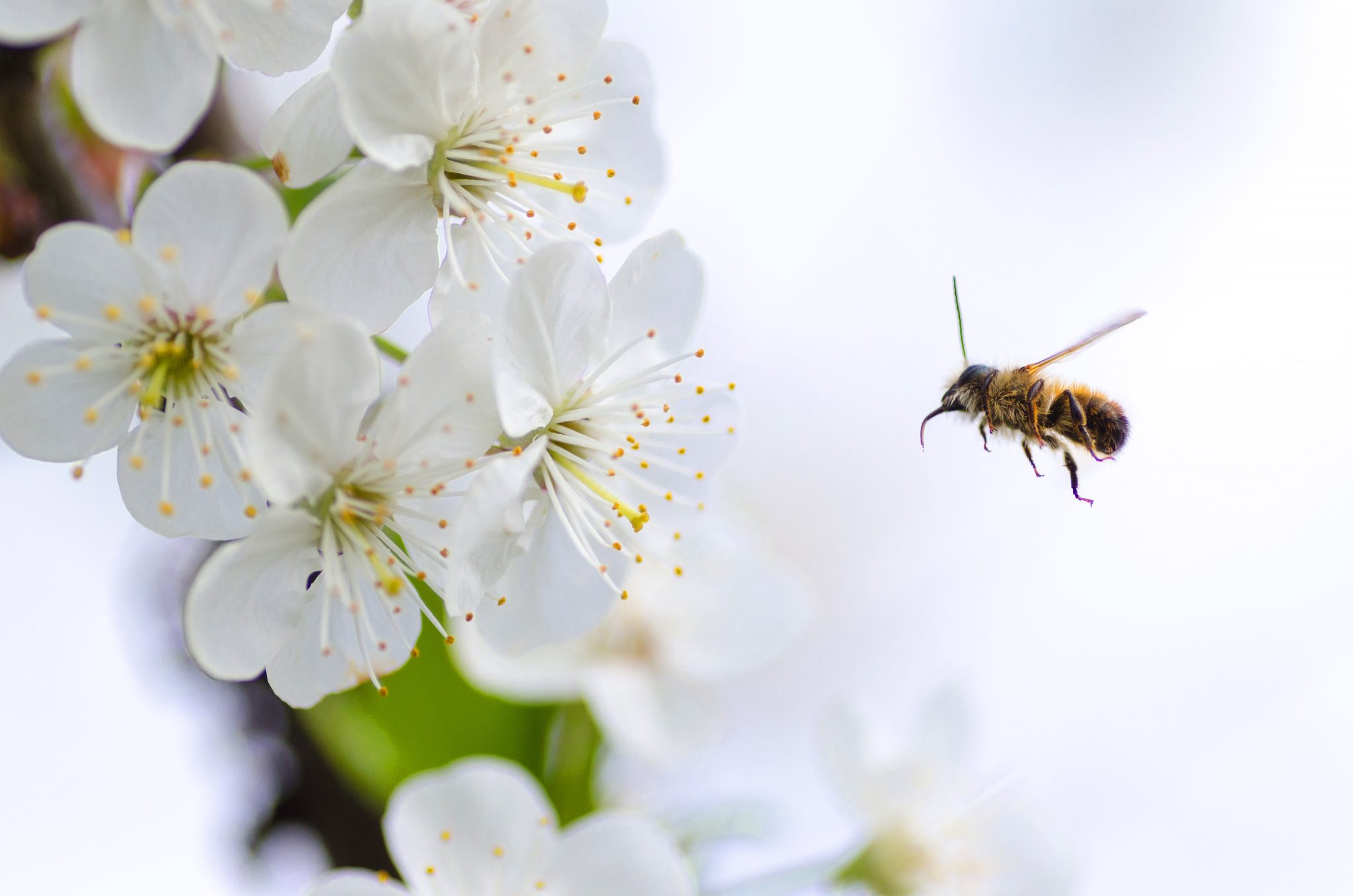 honeybee on flower