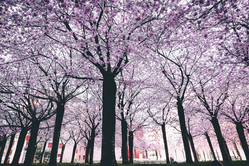 Pink and White Spring Trees - Clean Cut Trees