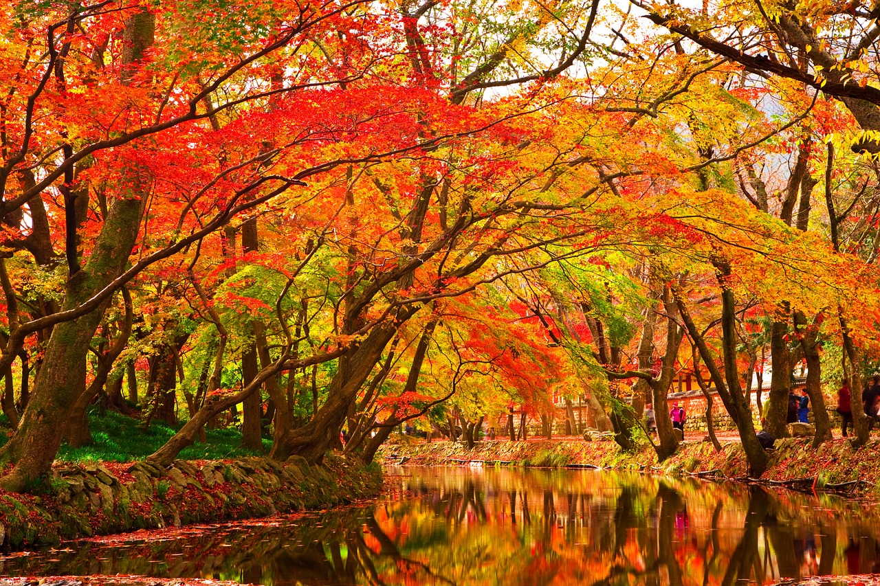 fall trees in ohio