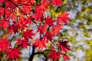 red maple