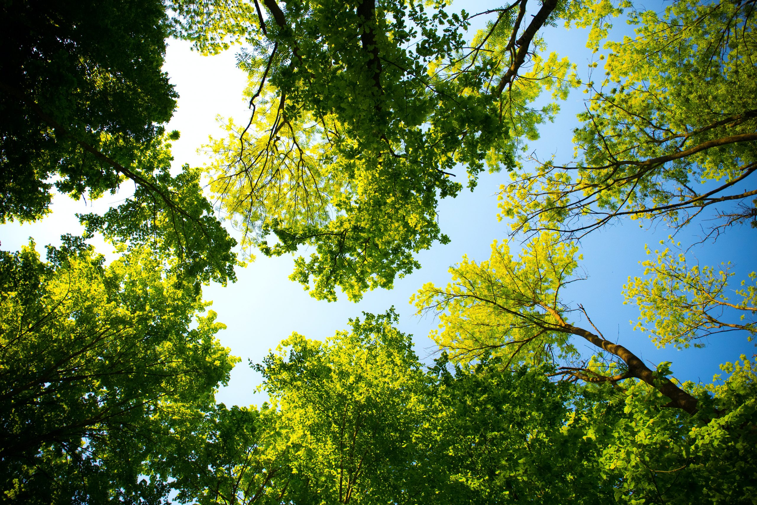 Ohio Trees