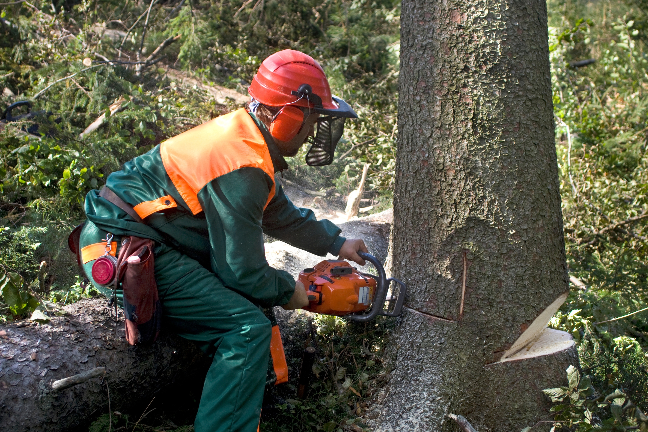 Best chainsaws 2023: remove unwanted trees and branches